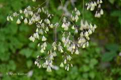 Thalictrum foliolosum